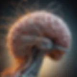 A visualization of the brain's neural pathways involved in tinnitus.