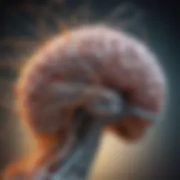 A visualization of the brain's neural pathways involved in tinnitus.