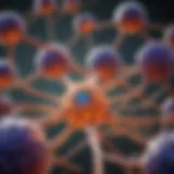 Illustration representing serotonin receptor subtypes and their functions