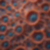Microscopic view of cellular structures