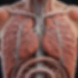 Illustration depicting the relationship between respiratory and gastrointestinal systems.