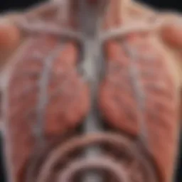 Illustration depicting the relationship between respiratory and gastrointestinal systems.