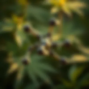 The Molecular Structure of Cannabidiol Cannabidiol molecular structure