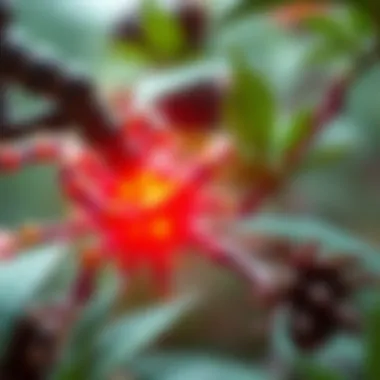 Interaction of CBD with the Endocannabinoid System Endocannabinoid system interaction