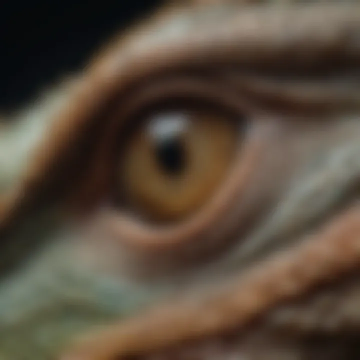 A close-up of a lizard's eye, emphasizing its unique features