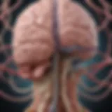 Illustration of the gut-brain axis highlighting the interconnected pathways