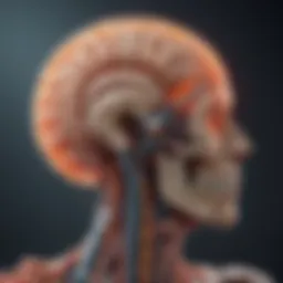 A visual representation of the brain highlighting demyelination