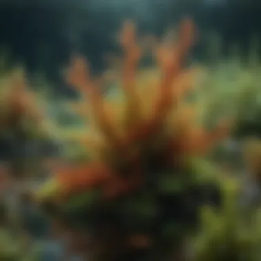 A vibrant underwater scene showcasing various species of algae