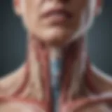 Illustration of thyroid gland anatomy
