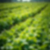 Lush green fields with various vegetables growing