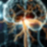 Neurological pathways affected by familial hemiplegic migraine