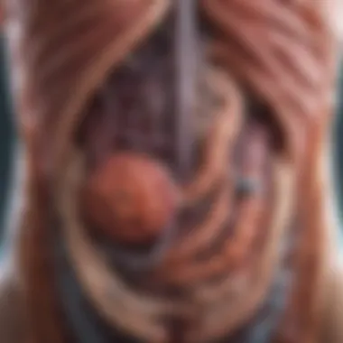 Illustration of the Gastrointestinal System Gastrointestinal system illustration