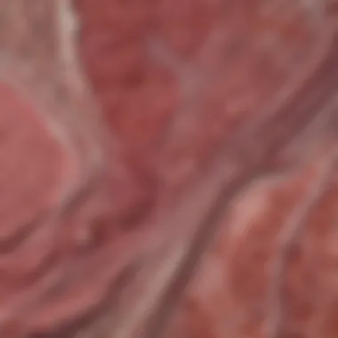 Histological Features of Echogenic Liver Lesions Histological slide depicting characteristics of liver lesions