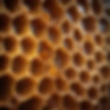 Intimate View of Honeycomb A close-up of honeycomb cells filled with golden honey
