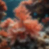 Vibrant coral formations showcasing biodiversity