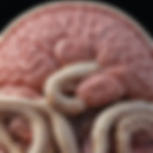 Visual representation of cerebral edema in hypertensive encephalopathy