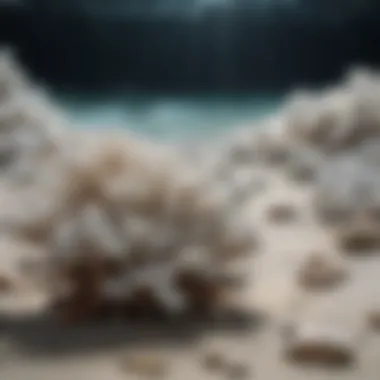 Environmental Consequences: Coral Bleaching Coral bleaching event showcasing environmental effects