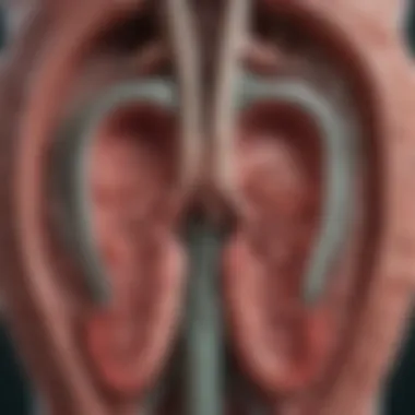 Anatomical Overview of Intrahepatic Bile Ducts Anatomical diagram of the intrahepatic bile ducts