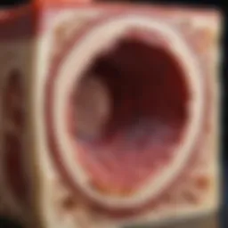 Bone marrow cross-section showcasing hematopoiesis