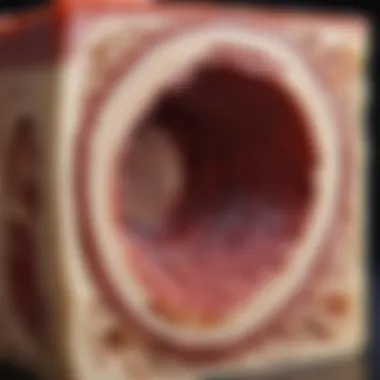 Cross-section of Bone Marrow Bone marrow cross-section showcasing hematopoiesis