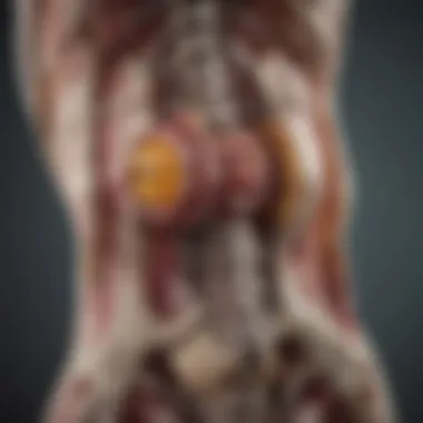 Anatomy of the Lumbar Spine with Hemangioma Illustration of lumbar spine anatomy highlighting hemangioma location