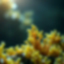 Illustration of marine algae showcasing its calcium-rich properties