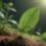 Illustration of photosynthesis in nature illustrating CO2 absorption