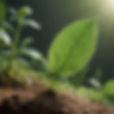 Illustration of photosynthesis in nature illustrating CO2 absorption