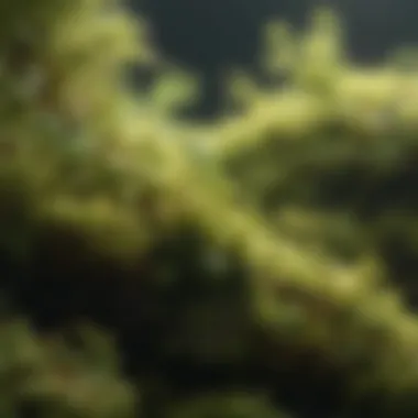 Microscopic Structure of Moss Photosynthesis Microscopic view of moss cells engaged in photosynthesis