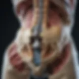 MRI scan highlighting the sacroiliac joint