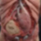 Illustration depicting the anatomy of the pancreas