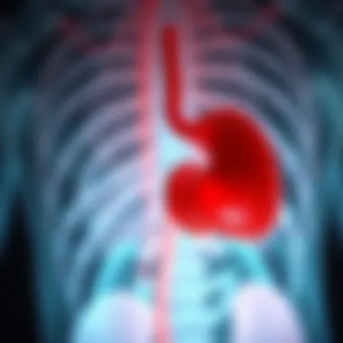 Schematic representation of pancreatic anatomy
