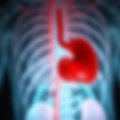 Schematic representation of pancreatic anatomy