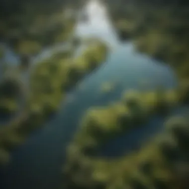 Aerial view of a diverse wetland ecosystem showcasing various plant species and water bodies.