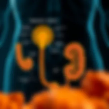 Diagram illustrating the mechanisms of action of probiotics within the urinary system