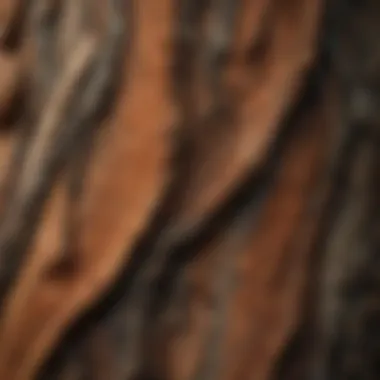 A close-up view of French maritime pine bark showcasing its texture and richness.