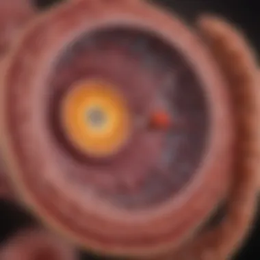Diagram depicting the regulation of gastric motility