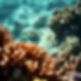 Coral reef affected by harmful chemicals