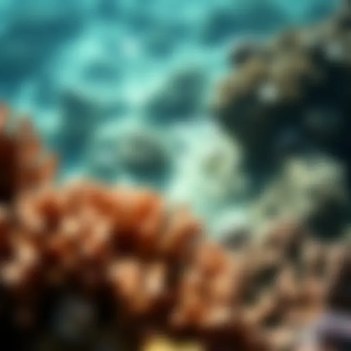 Coral reef affected by harmful chemicals