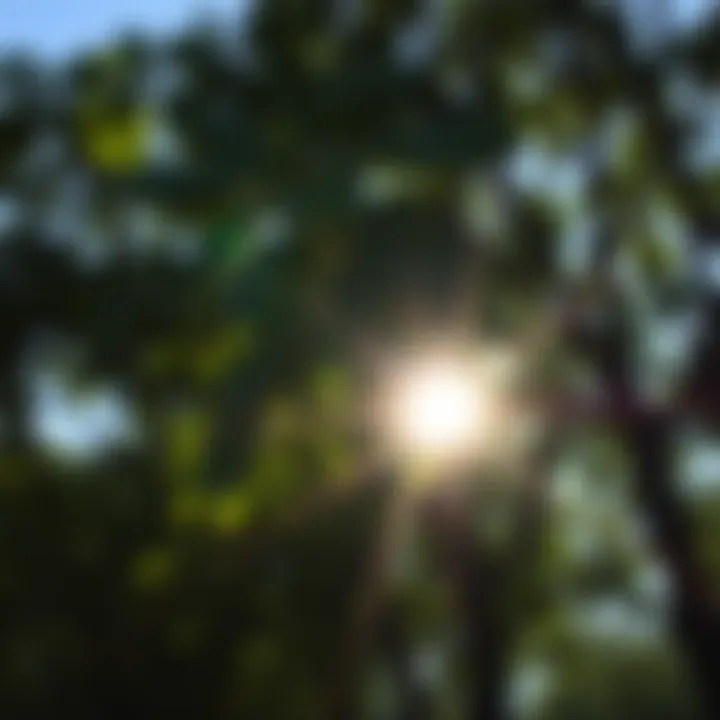 Sunlight filtering through trees, symbolizing natural vitamin D synthesis