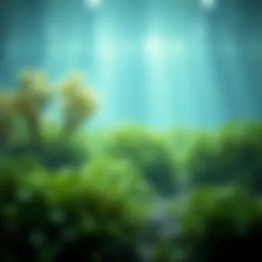 Sustainable Ecosystem with Marine Algae Visual representation of marine algae in a sustainable ecosystem