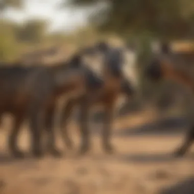 Hyena Clan Interaction A clan of hyenas interacting in their natural environment