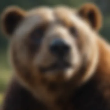 Legislation for Endangered Species Protection Legal documents and regulations aimed at protecting endangered species