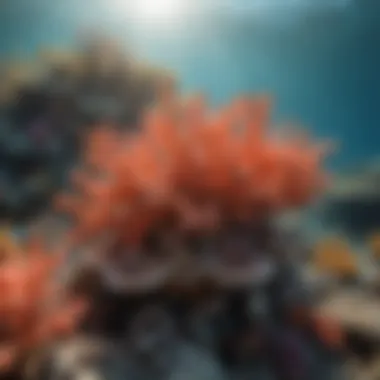 Heat Stress on Coral Reefs Illustration of rising sea temperatures affecting marine life