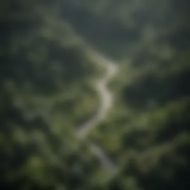 Aerial view of a lush forest demonstrating the balance of ecosystems.