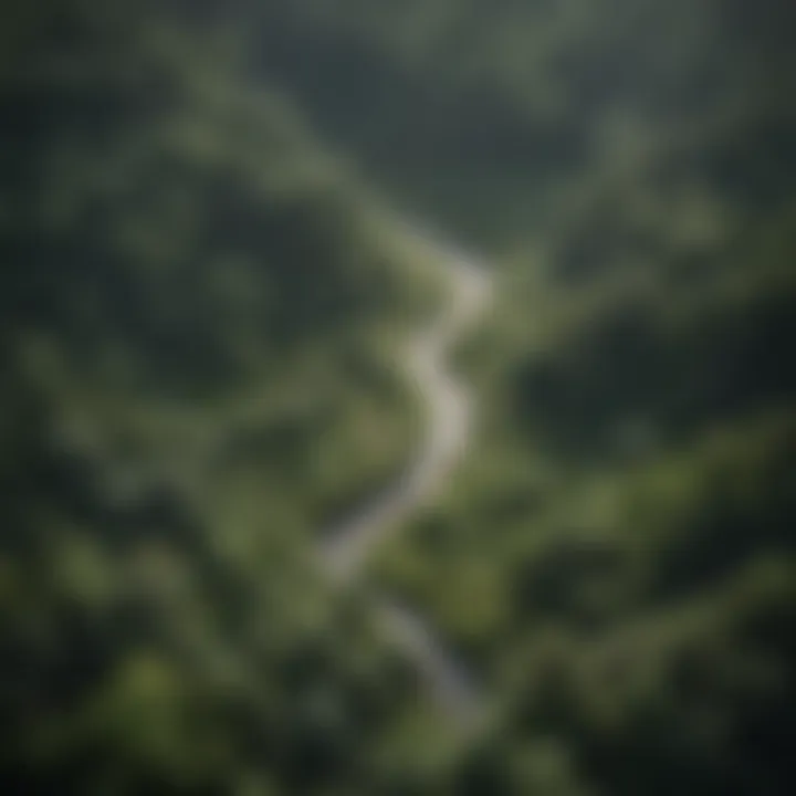 Aerial view of a lush forest demonstrating the balance of ecosystems.