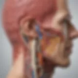 Diagram illustrating the anatomy of the pituitary gland