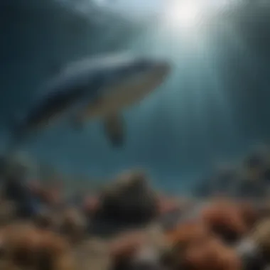 Impact of Noise Pollution on Marine Life Marine animals affected by noise pollution