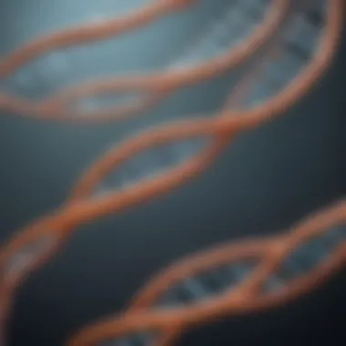 Elongation Phase of DNA Replication Detailed view of elongation with enzymes synthesizing new DNA strands