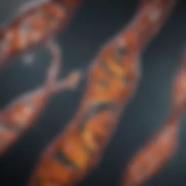 Termination in DNA Replication Finalization of DNA replication illustrating termination